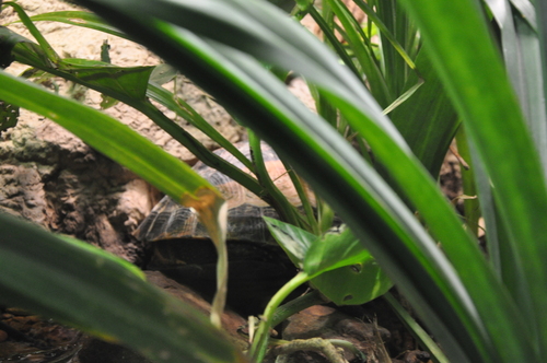 Indochinese Box Turtle, Cuora galbinifrons