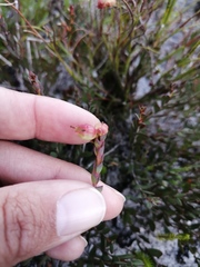 Stylapterus fruticulosus