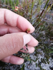 Stylapterus fruticulosus