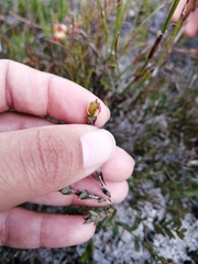 Stylapterus fruticulosus