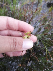 Stylapterus fruticulosus