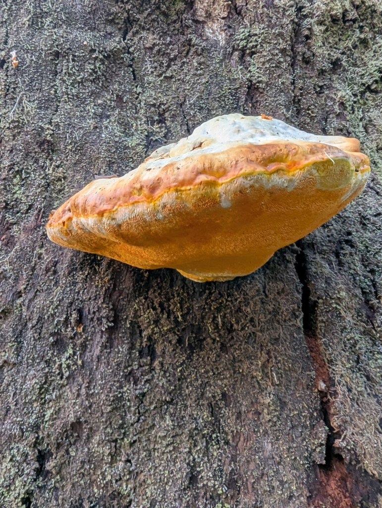 Piptoporus australiensis · April 2025 · photo: © davidthompson5 (iNaturalist, cc-by)