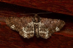 Abaciscus tristis