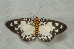 Abraxas intervacuata