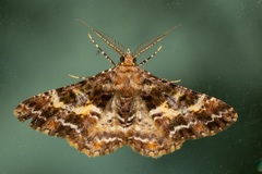 Alcis praevariegata