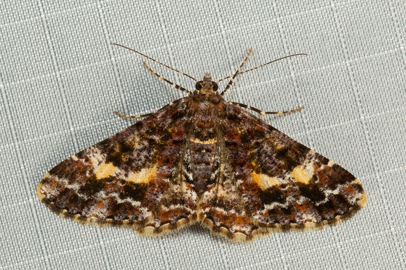 Alcis praevariegata