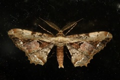 Apophyga apona