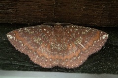 Astygisa metaspila