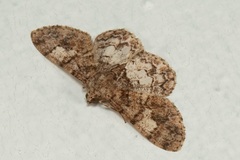 Diplurodes submontana