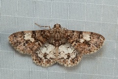 Diplurodes submontana