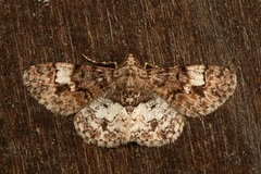 Diplurodes submontana