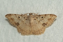 Calletaera basipuncta