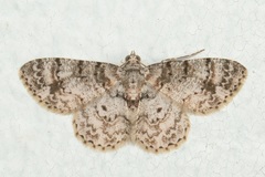 Myrioblephara simplaria