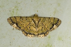 Chrysoblephara chrysoteucta