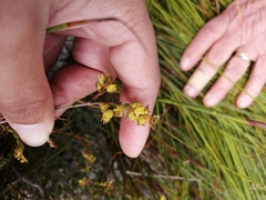 Stylapterus fruticulosus