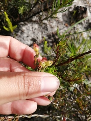 Stylapterus fruticulosus