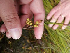 Stylapterus fruticulosus