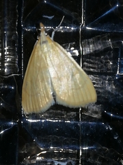 Anania crocealis
