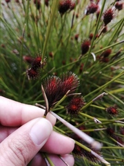 Hypodiscus alboaristatus