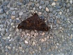 Ischyja ferrifracta