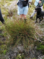 Hypodiscus alboaristatus