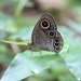 Ypthima tappana - Photo (c) 兔尾草 | BunnyTailGra22,  זכויות יוצרים חלקיות (CC BY-NC), הועלה על ידי 兔尾草 | BunnyTailGra22