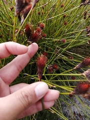 Hypodiscus alboaristatus