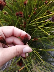 Hypodiscus alboaristatus