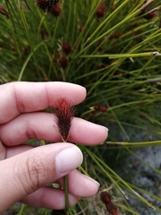 Hypodiscus alboaristatus