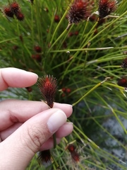 Hypodiscus alboaristatus