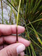 Hypodiscus alboaristatus