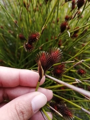 Hypodiscus alboaristatus