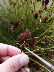 Hypodiscus alboaristatus