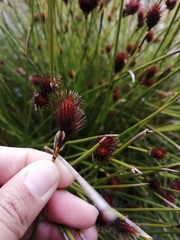 Hypodiscus alboaristatus
