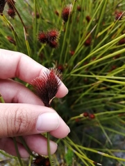 Hypodiscus alboaristatus