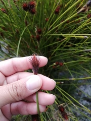 Hypodiscus alboaristatus