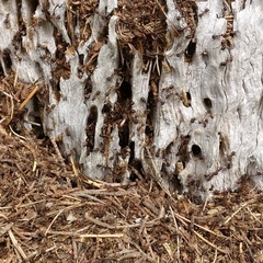 Formica polyctena × rufa