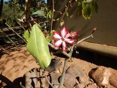 Adenium multiflorum
