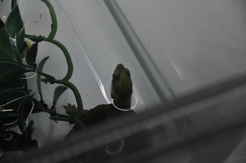 Pan's Box Turtle, Cuora pani