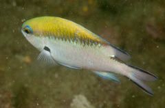 Chromis nitida