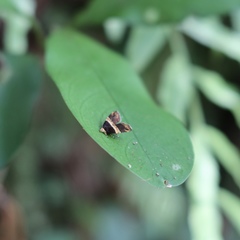 Choreutis basalis