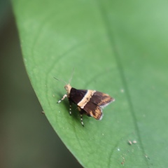 Choreutis basalis