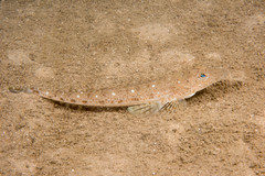 Platycephalus grandispinis