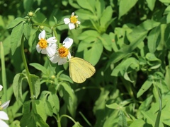 Eurema blanda arsakia