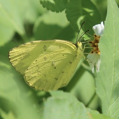 Eurema blanda arsakia