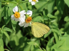 Eurema blanda arsakia