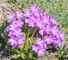Primula daonensis