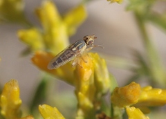 Meromyza
