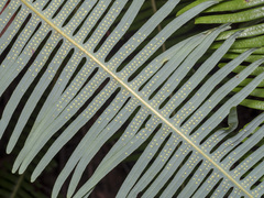 Dicranopteris linearis