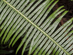 Dicranopteris linearis